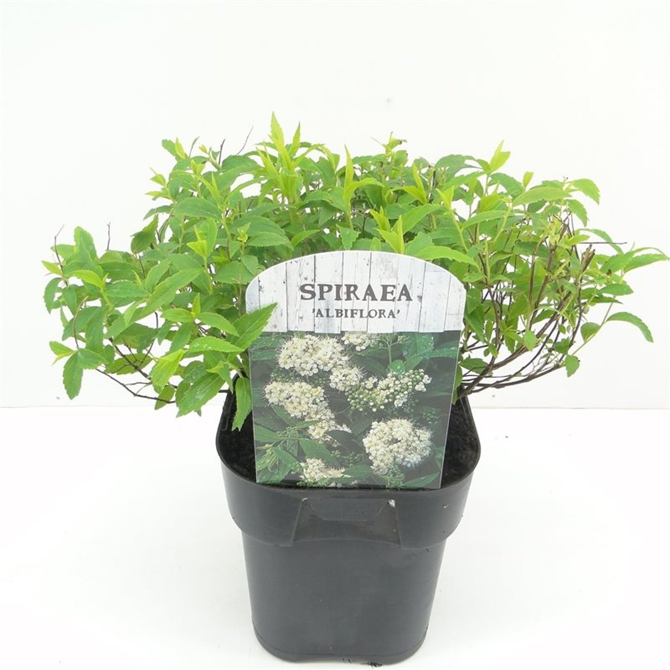 Spiraea jap. 'Albiflora' - C2