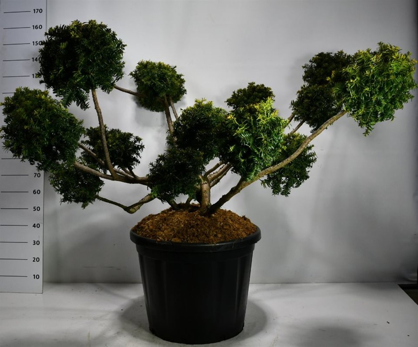 Taxus b. 'Summergold' - 125-150 CM Multiplateau in Container