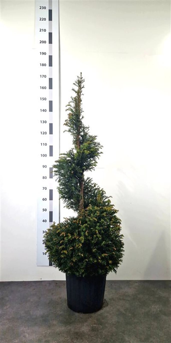 Taxus baccata - 120-140 CM Spiral Cont.