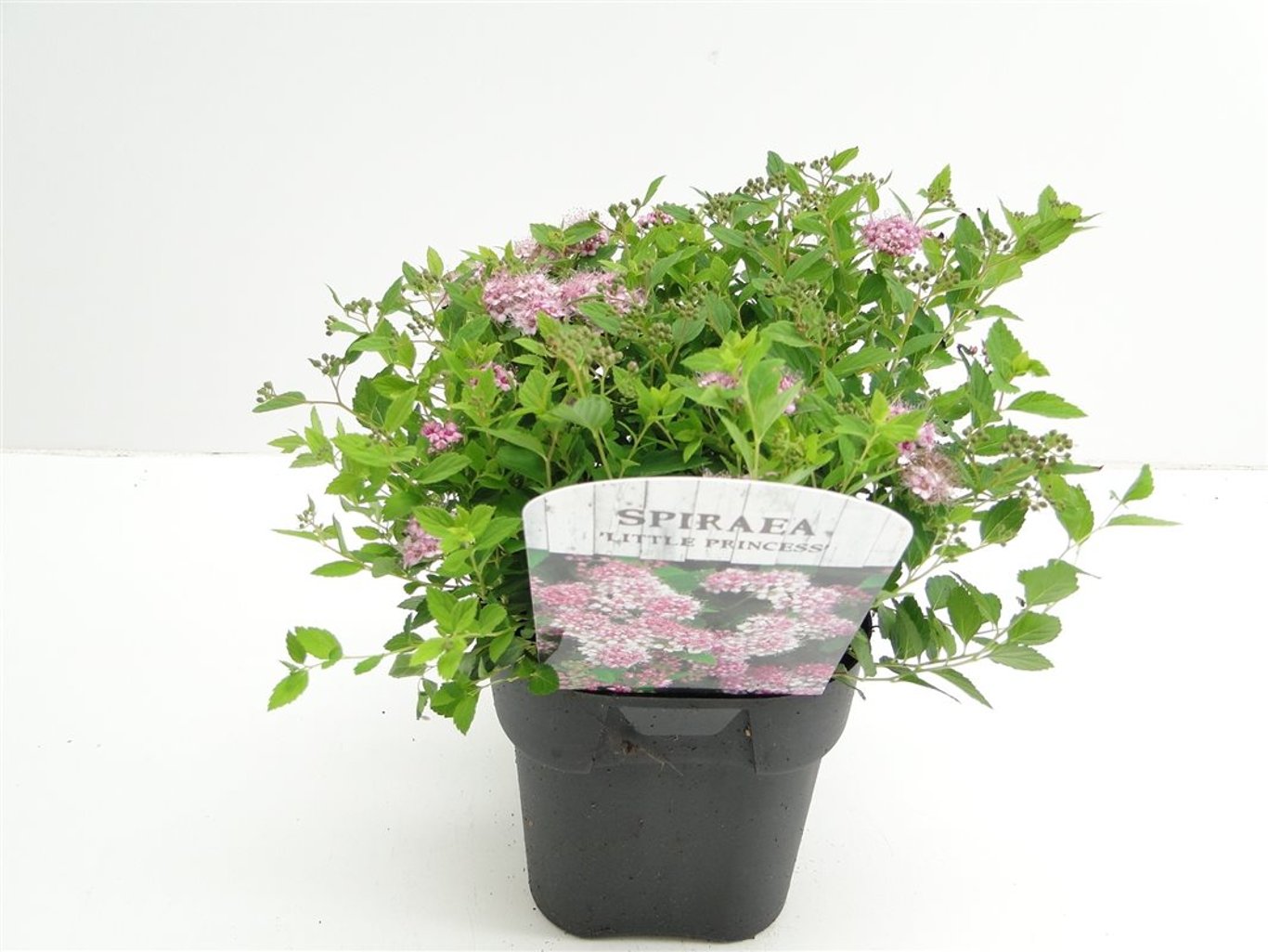 Spiraea jap. 'Little Princess' - C2