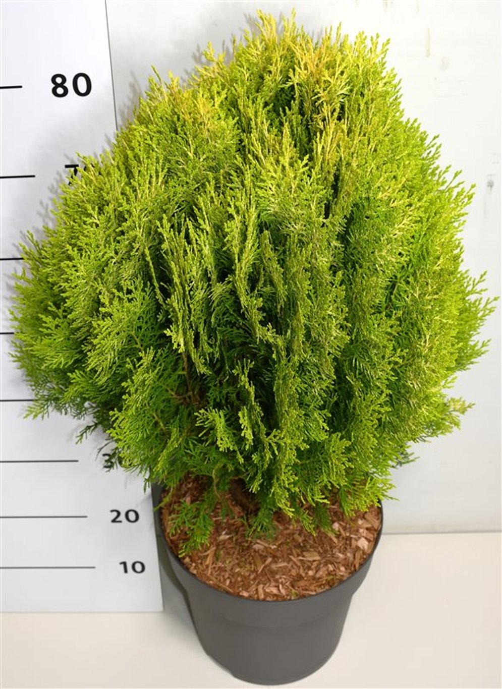 Platycladus or. 'Aurea Nana' - C12 50-60 CM