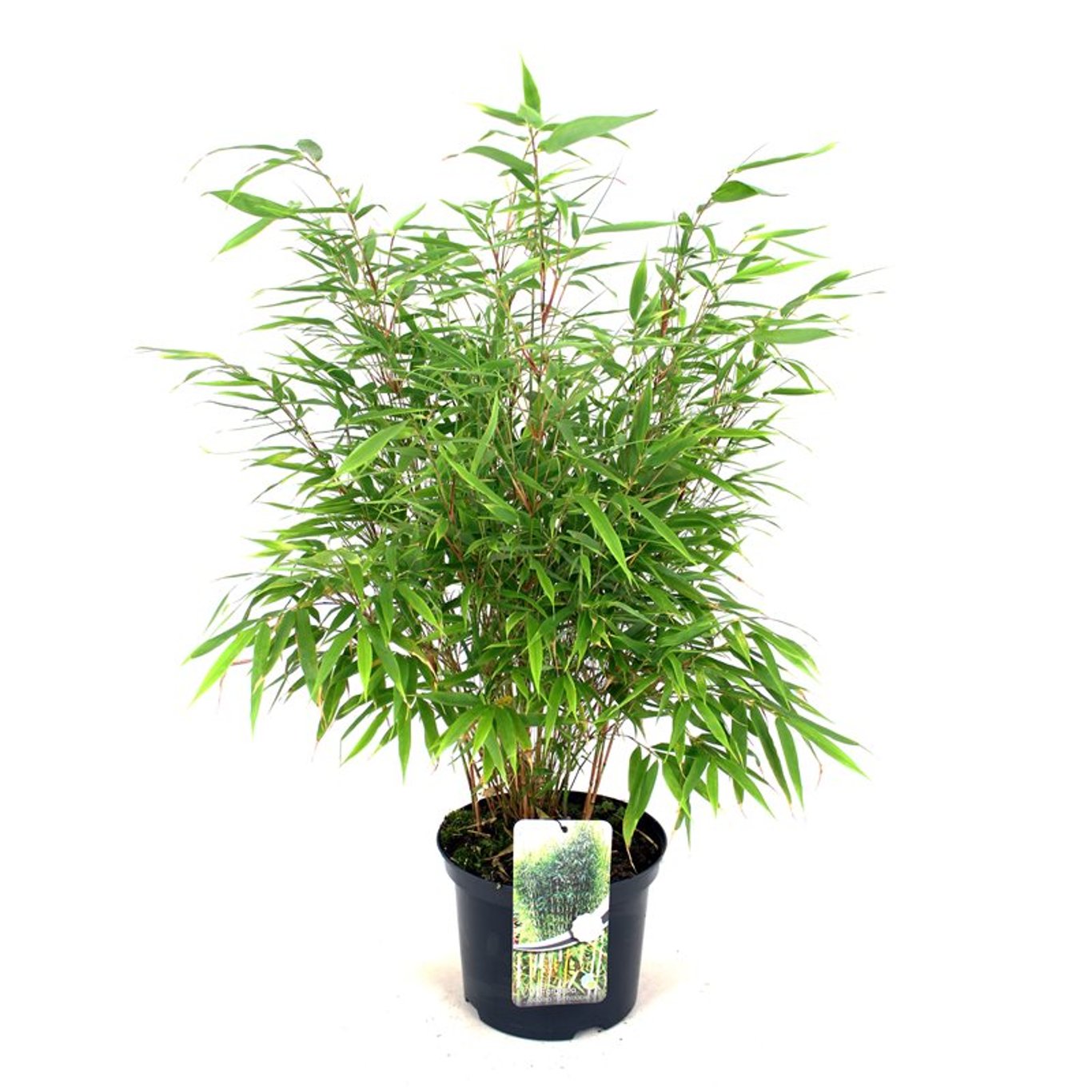 Fargesia robusta 'Formidable' - C5 60-80 CM