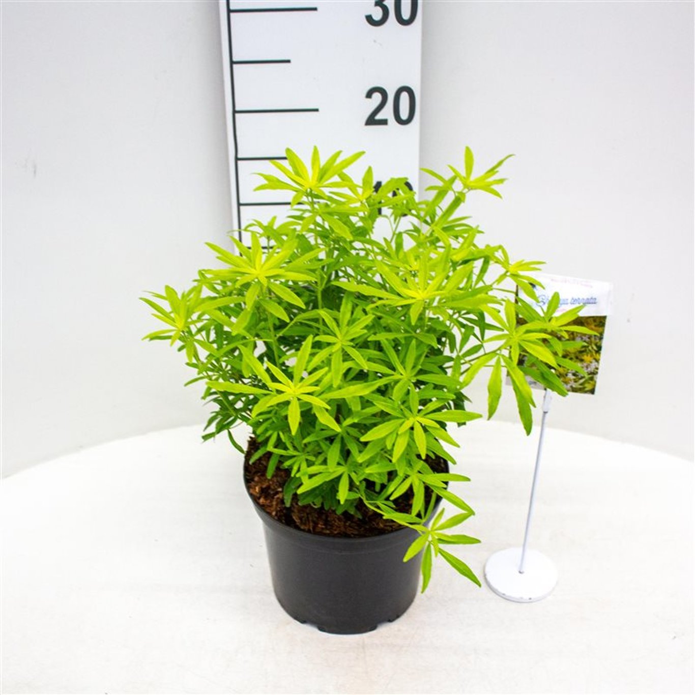 Choisya ternata 'Goldfingers' - C3 25-30 CM