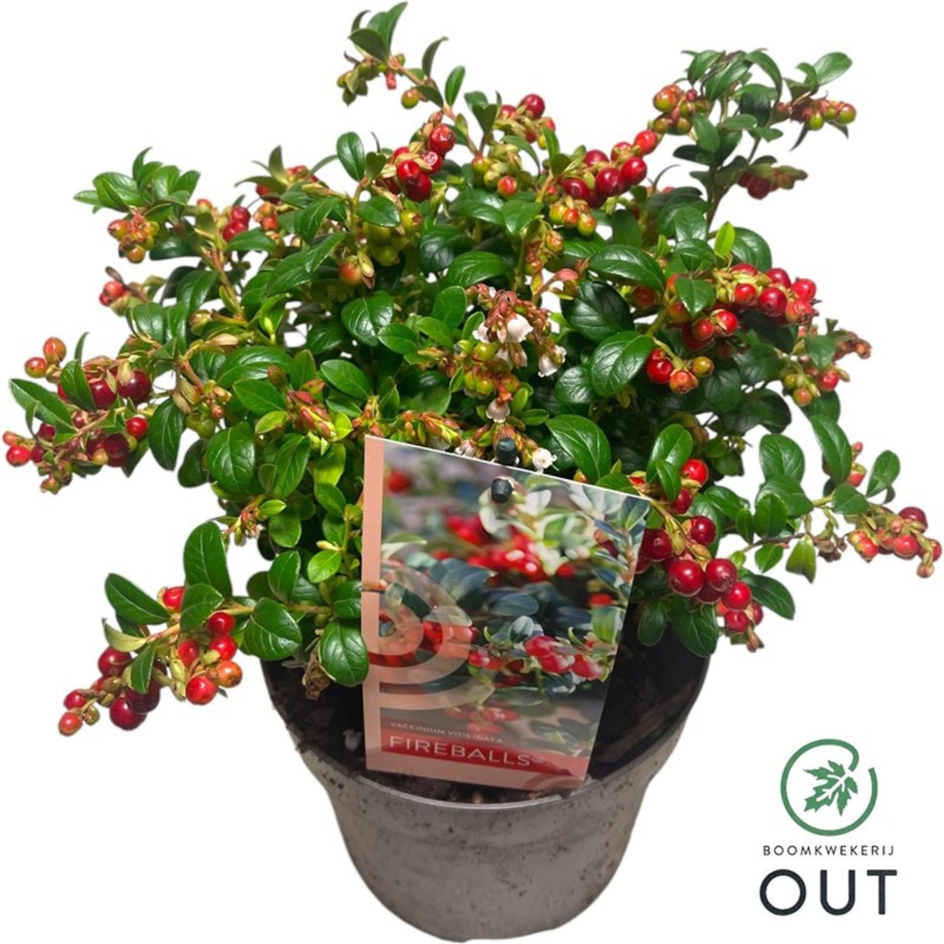 Vaccinium vitis-id. Fireballs - C2