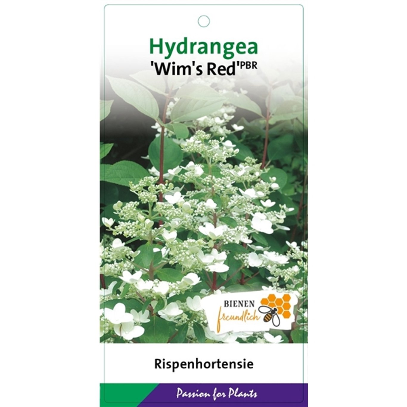Hydrangea pan. 'Wim's Red' - C3 40-50 CM