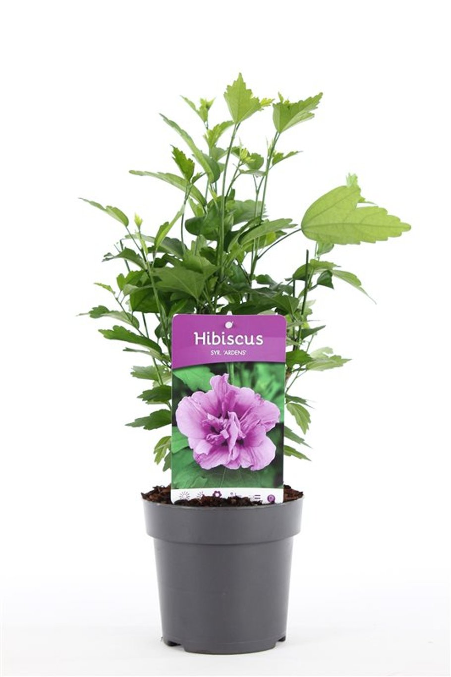 Hibiscus syr. 'Ardens' - C1,5