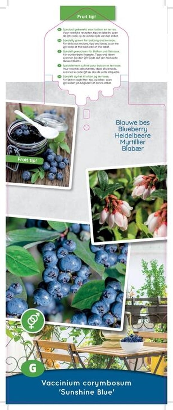 Vaccinium c. 'Sunshine Blue' - C5 50-60 CM