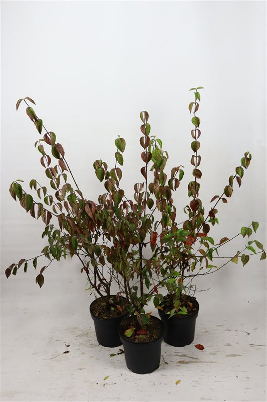 Cornus mas - C7.5 80-100 CM