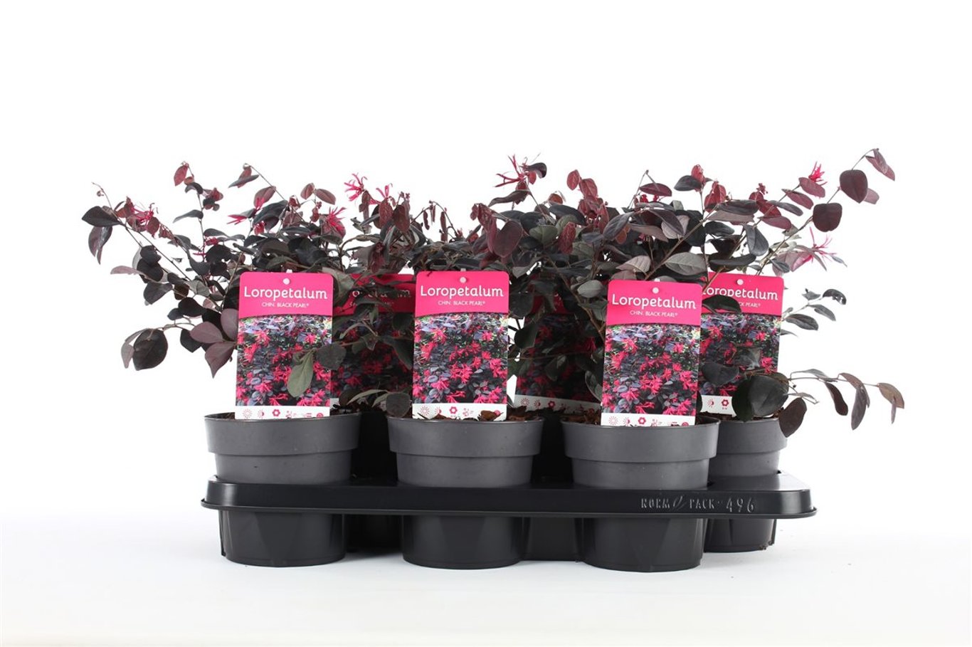 Loropetalum chin. 'Black Pearl' - C1,5