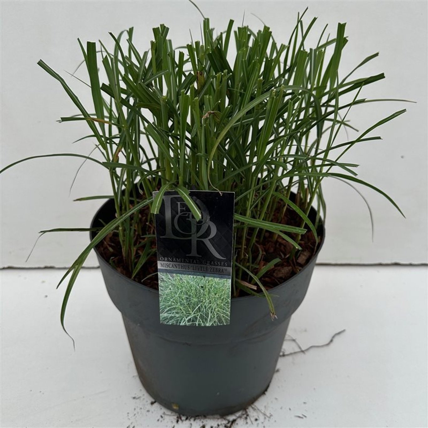 Miscanthus sin. 'Little Zebra' - C10