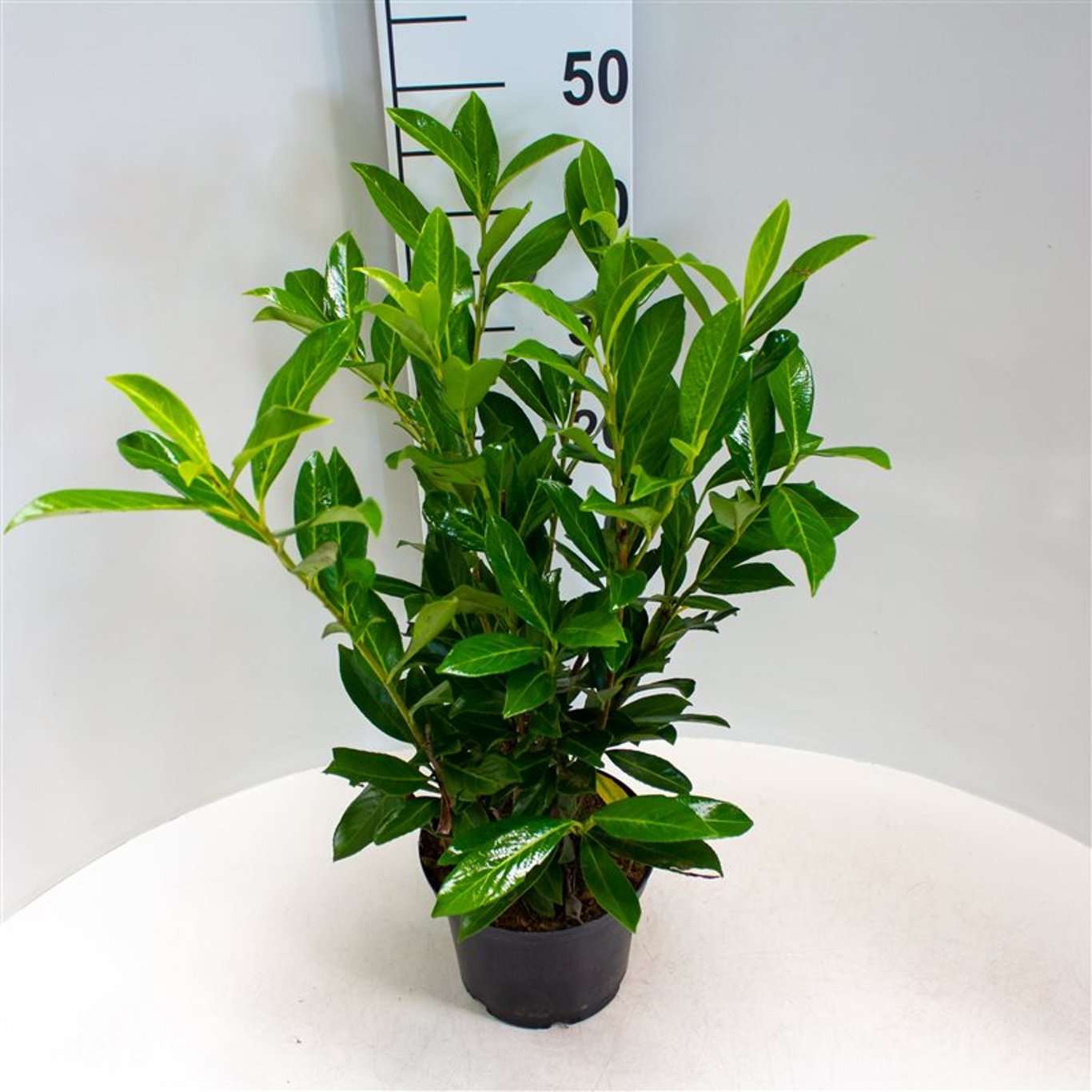 Prunus l. 'Caucasica' - C3 40-60 CM