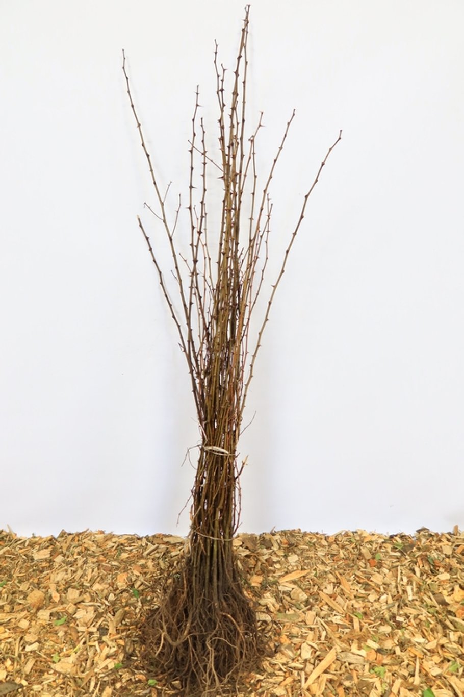 Robinia pseudoacacia - 80-100 CM bare root 1/1