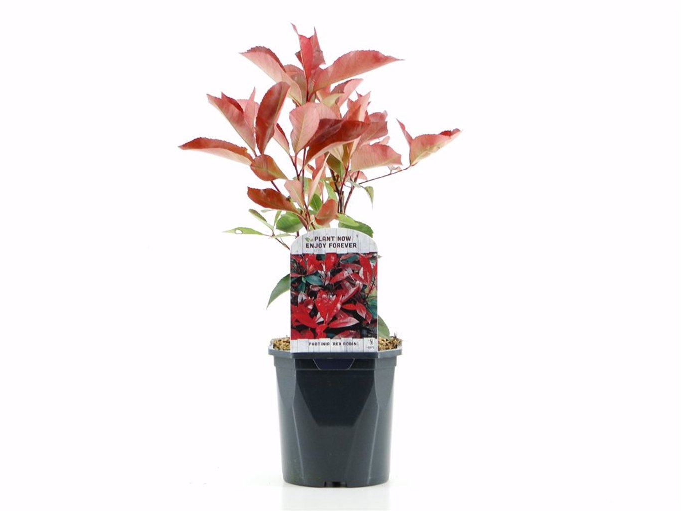 Photinia fraseri 'Red Robin' - C2
