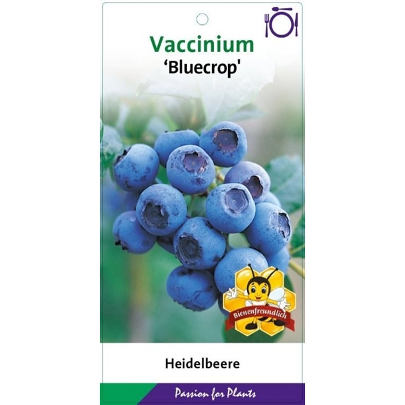 Vaccinium c. 'Bluecrop' - C5 40-60 CM