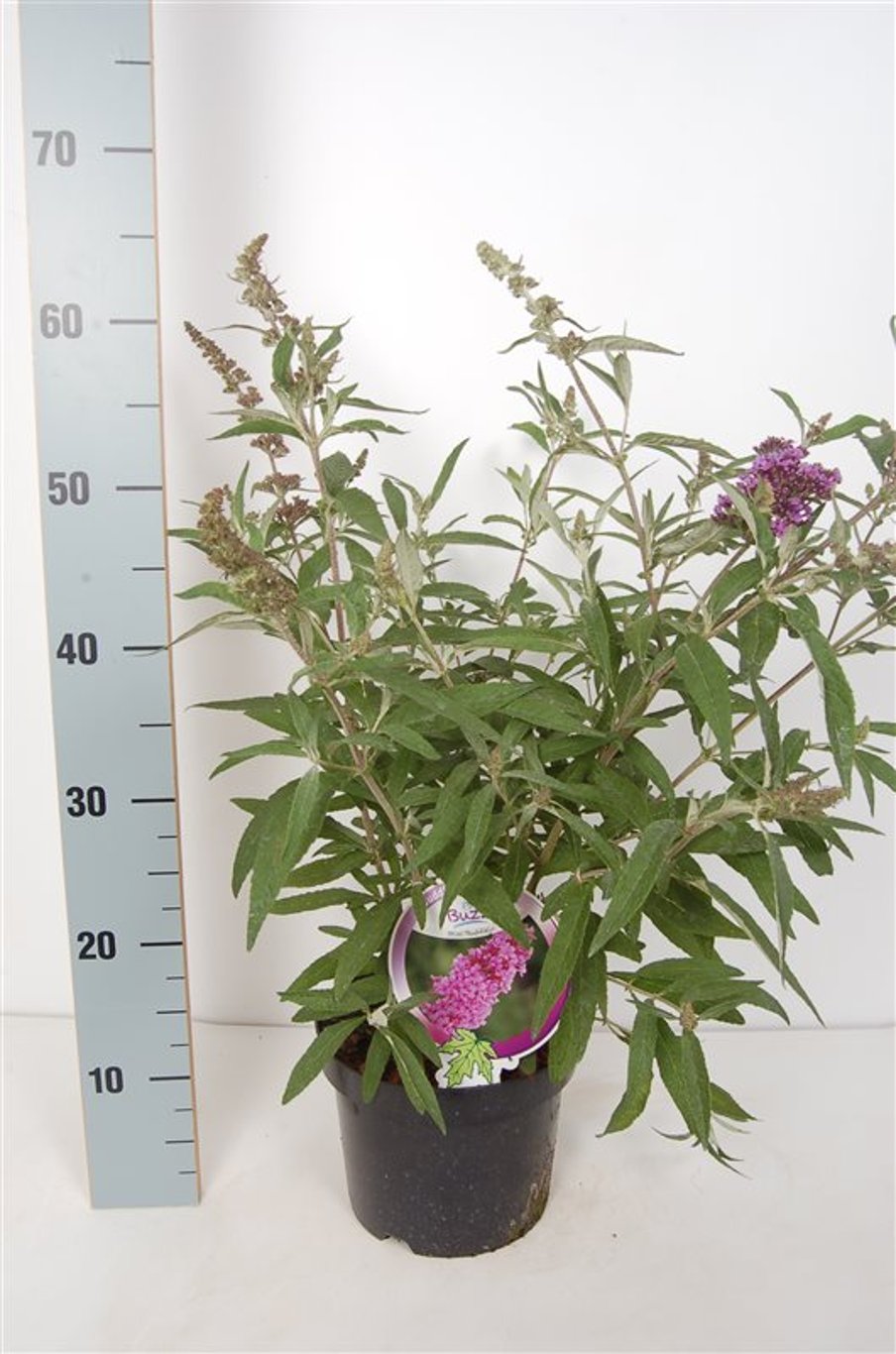 Buddleja dav.  'Violet' (Buzz) - C3