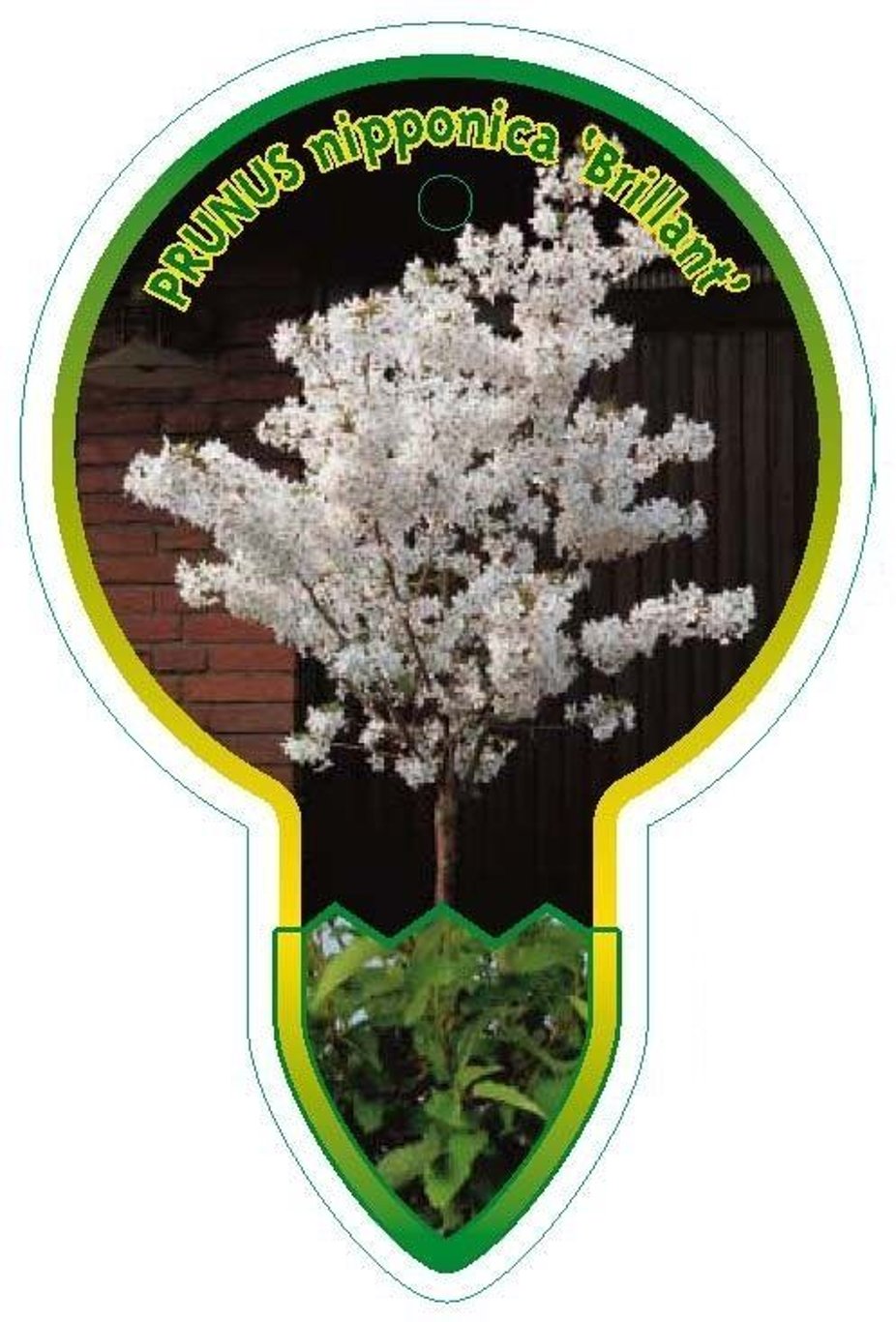 Prunus nipponica 'Brillant' - 120 CM Stem C7.5