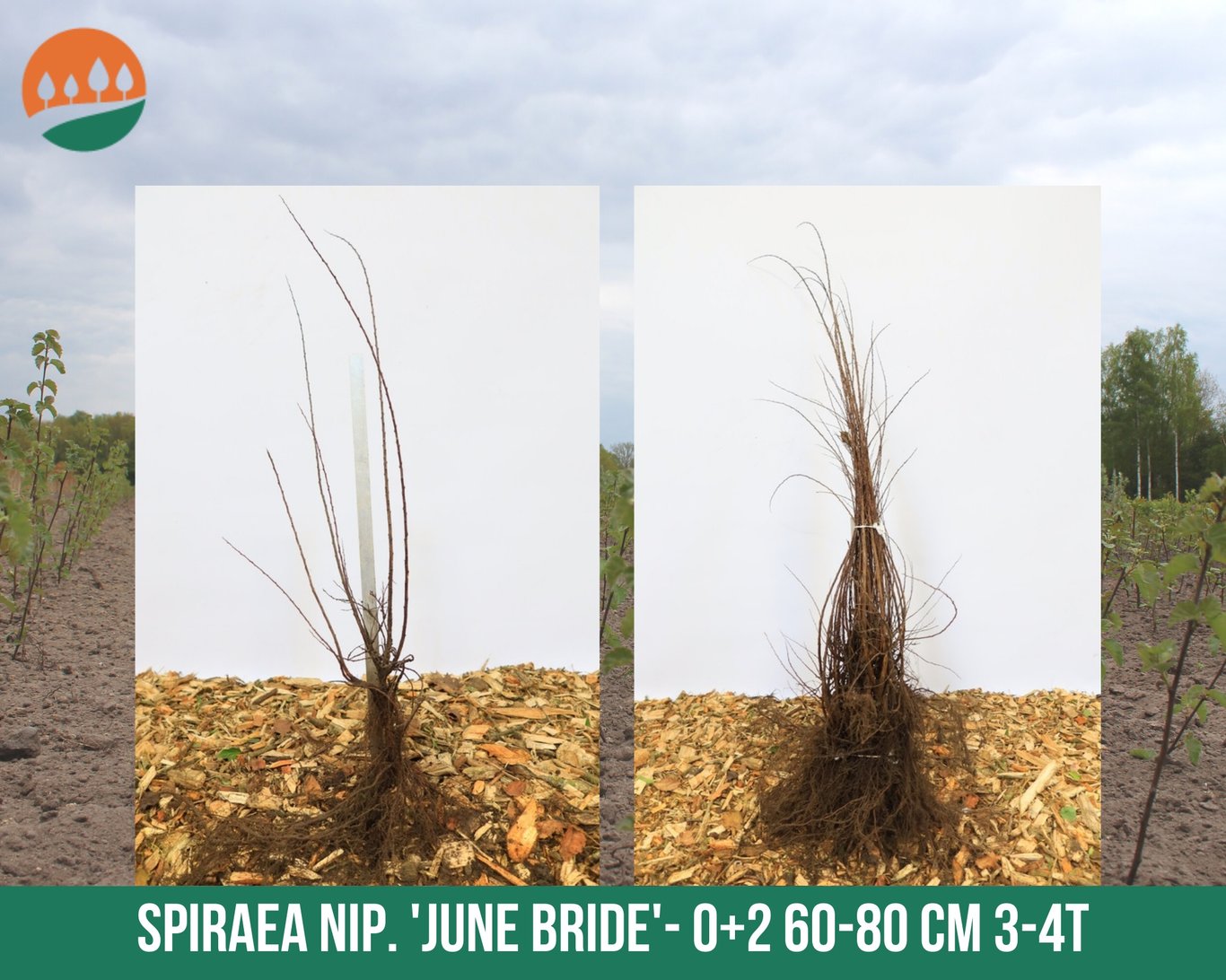 Spiraea nipp. 'June Bride' - 50-80 CM bare root 0/2   3-4 branche