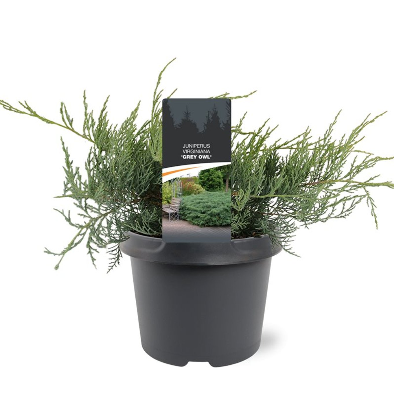 Juniperus virg. 'Grey Owl' - C3 25-30 CM