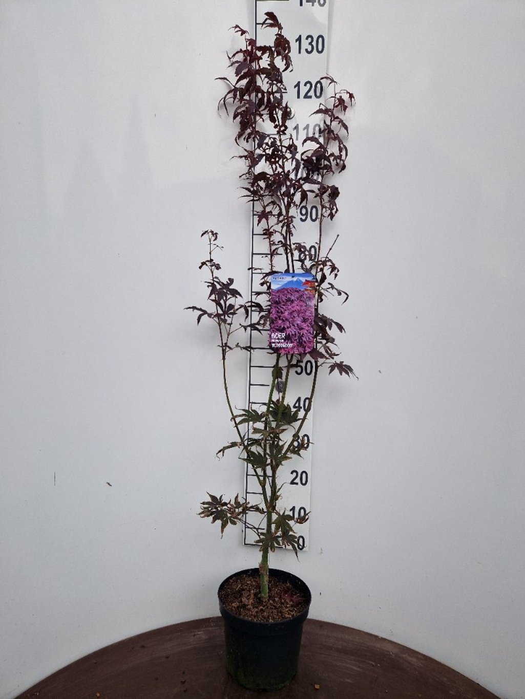 Acer pal. 'Bloodgood' - C5 50-60 CM