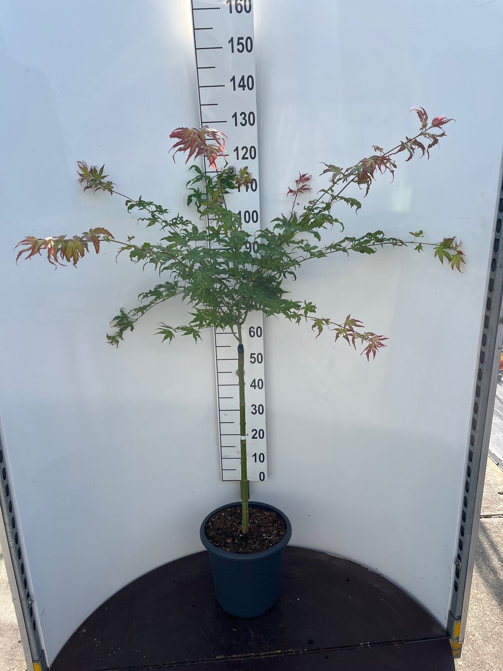 Acer pal. 'Peaches and Cream' - 60 CM Stem C15