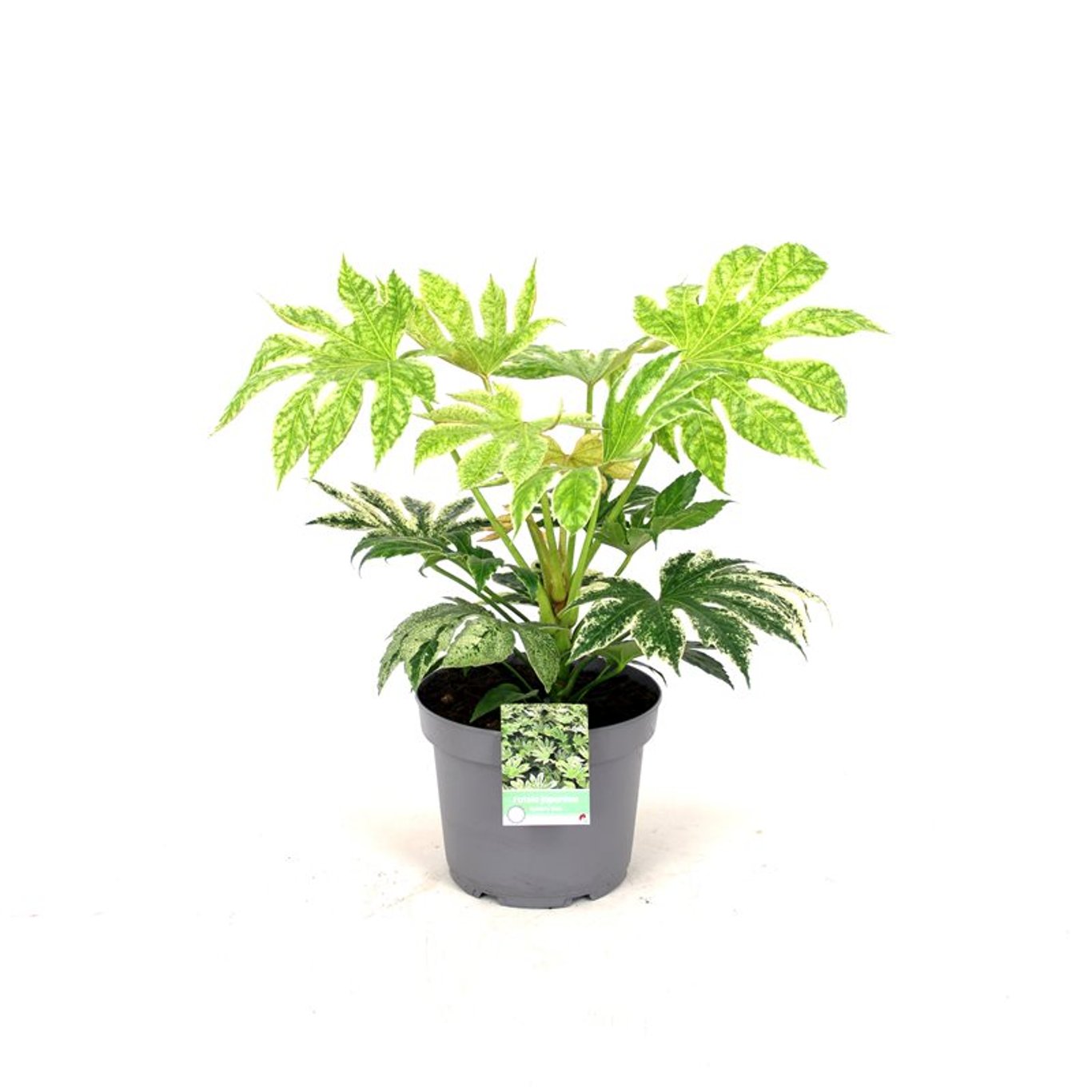 Fatsia japonica 'Spider's Web' - C5
