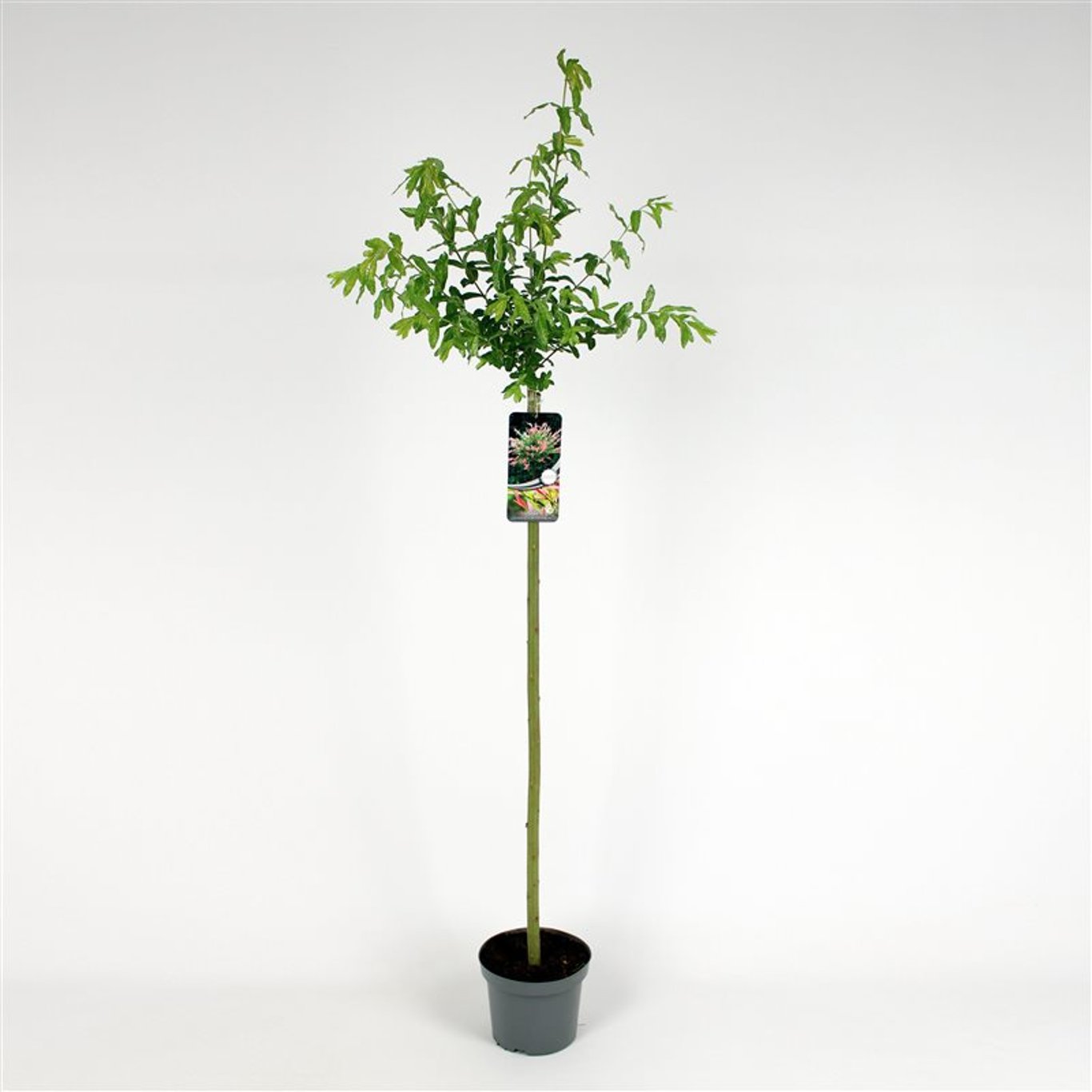 Salix integra 'Hakuro-nishiki' - 100 CM Stem C4