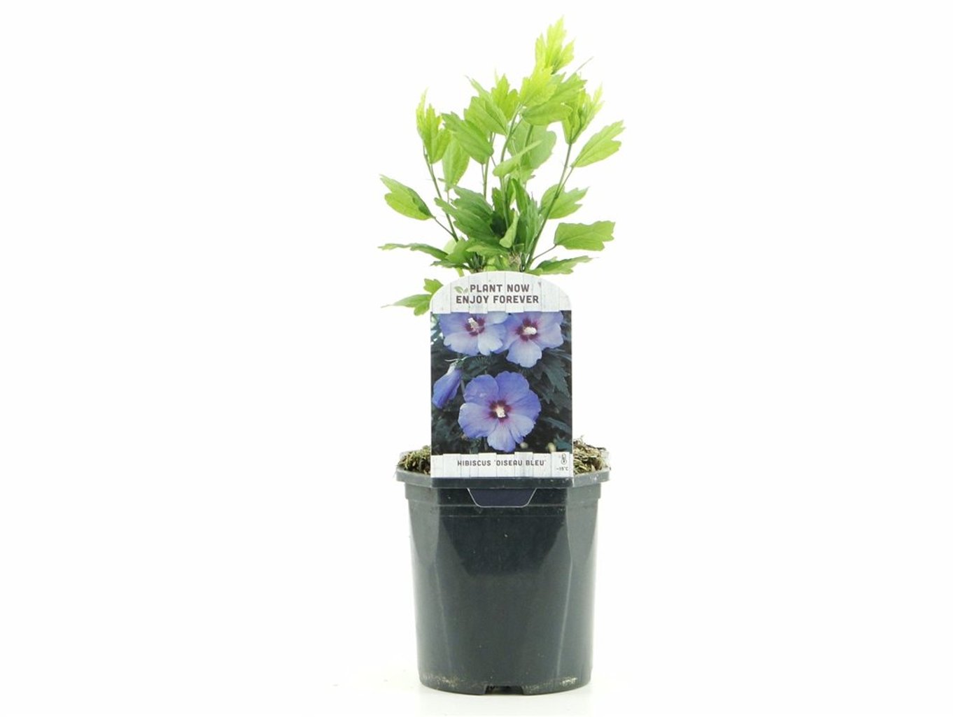 Hibiscus syr. 'Oiseau Bleu' - C2