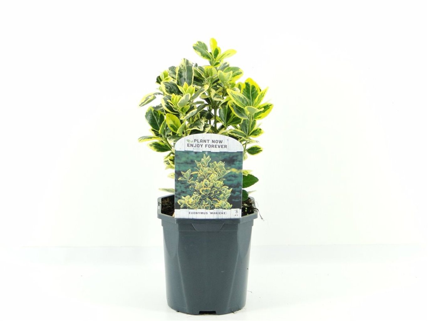 Euonymus jap. 'Marieke' - C2