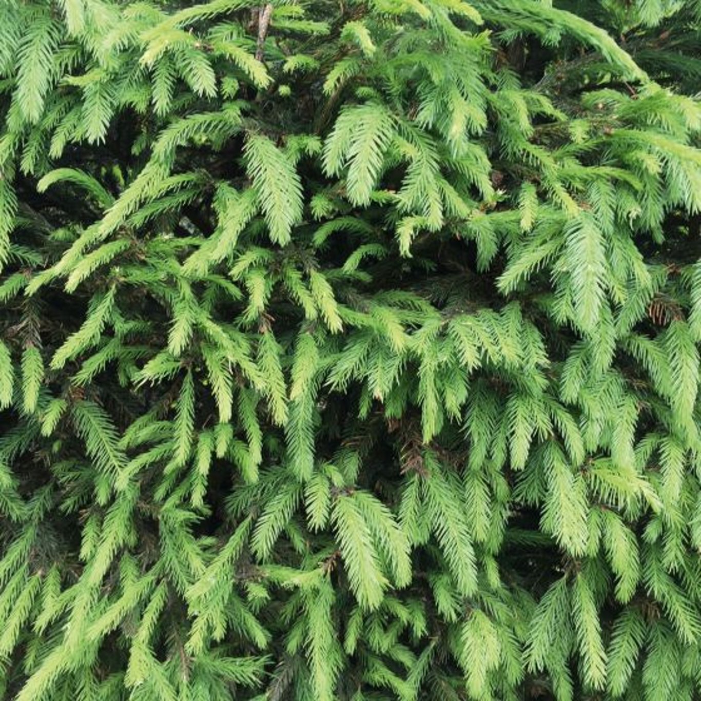 Picea abies - 30-50 CM bare root 2/1