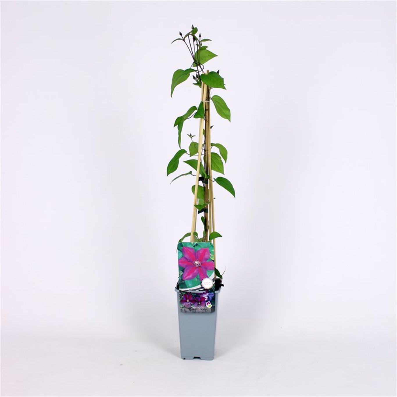 Clematis 'Star of India' - C2 70/+ CM