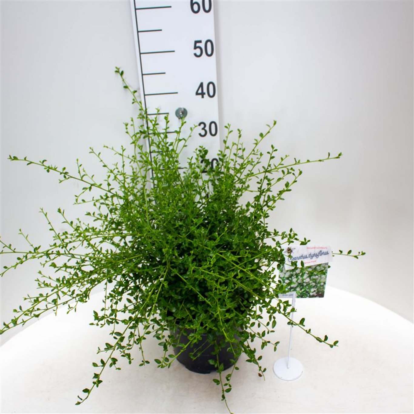 Ceanothus thyr. 'Millerton Point' - C5 30-40 CM