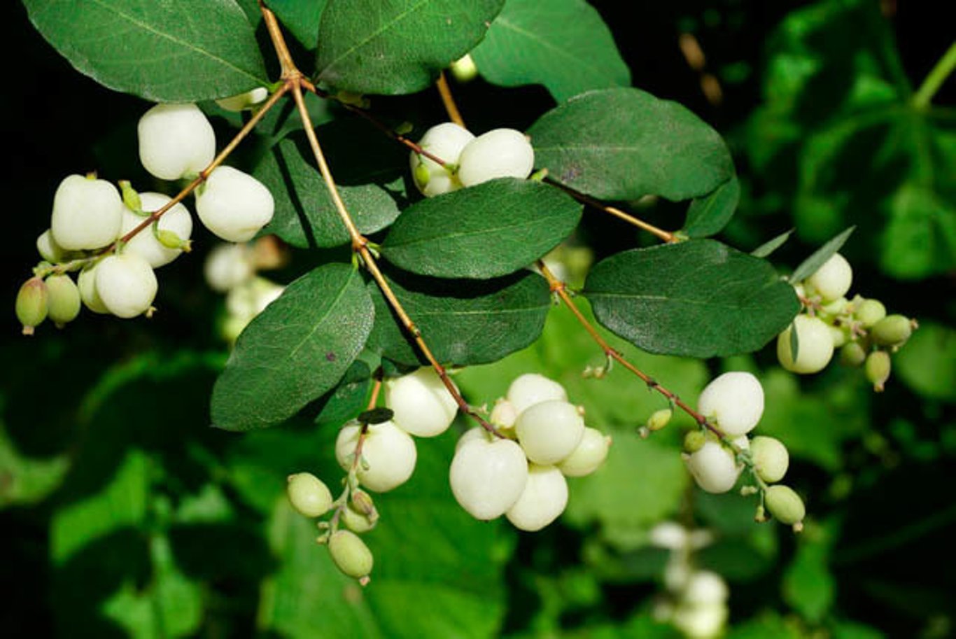 Symphoricarpos albus laevigatus - 40-60 CM bare root 0/1  2 branche
