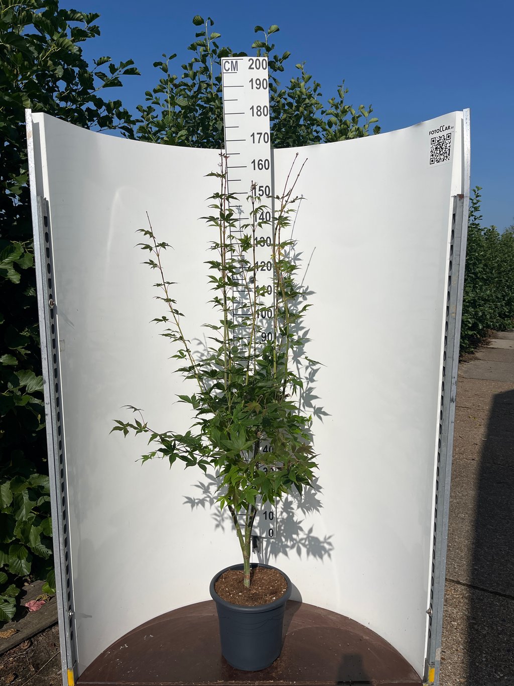 Acer pal. 'Osakazuki' - C15 100-125 CM