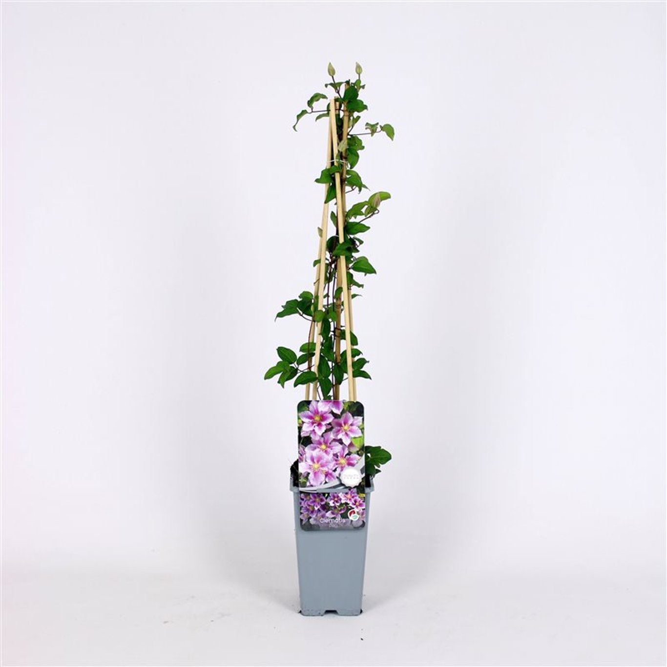 Clematis 'Piilu' - C2 70/+ CM