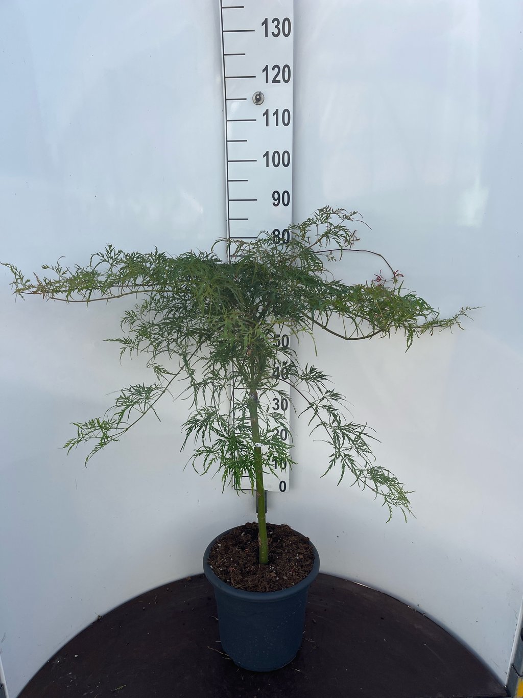 Acer pal. 'Russet Lace Leaf' - 50 CM Stem C15