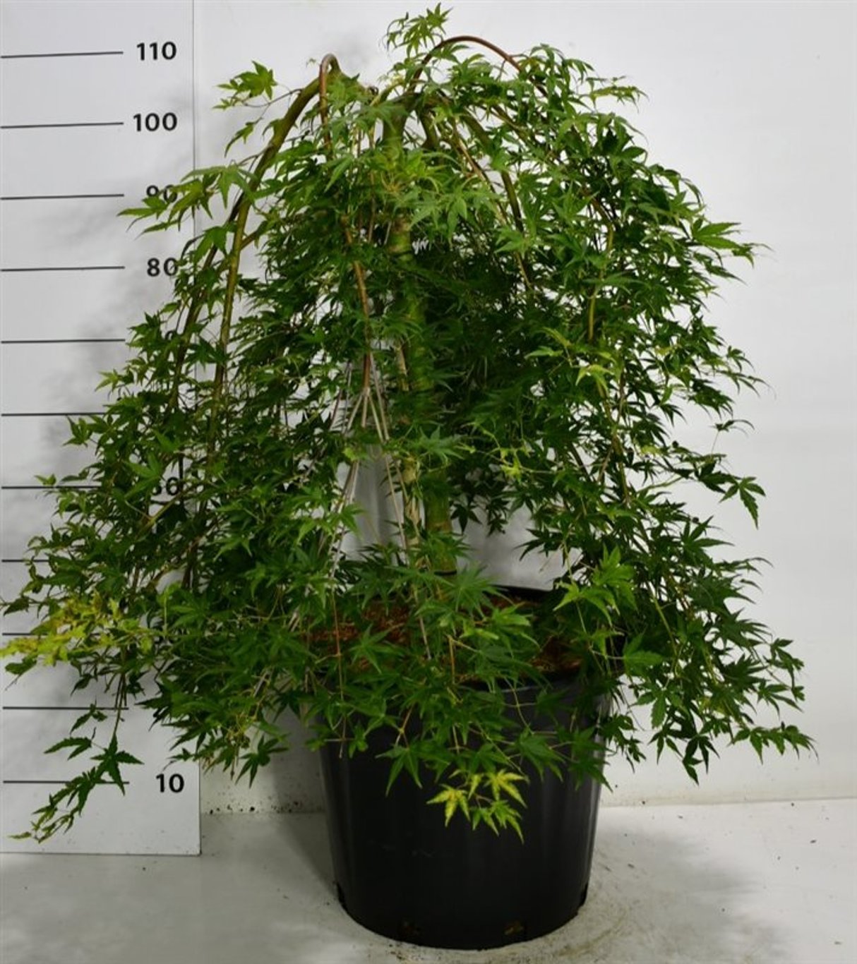 Acer pal. 'Ryusen' - 50 CM Stem C30