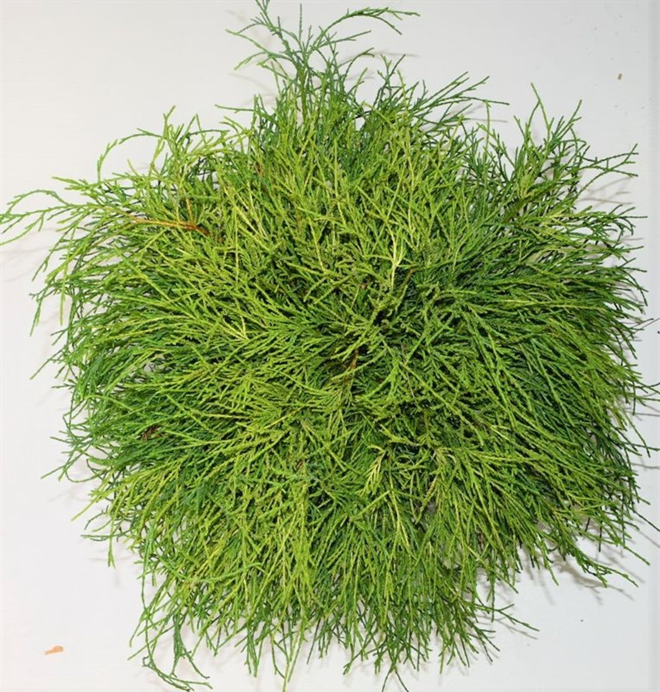 Chamaecyparis p. 'Sungold' - C7.5 40-50 CM