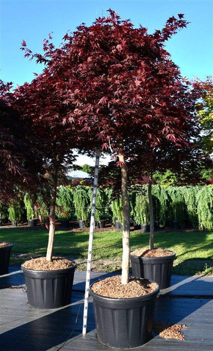 Acer pal. 'Fireglow' - 150 CM Stem Cont.