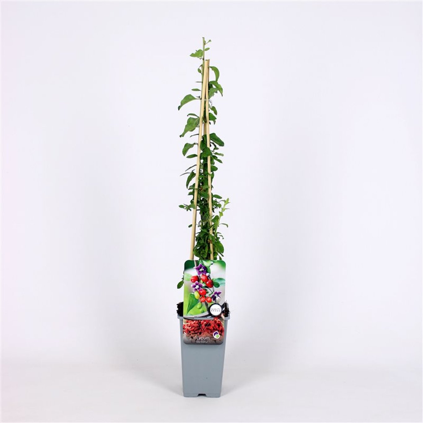 Lycium barbarum - C2 70/+ CM