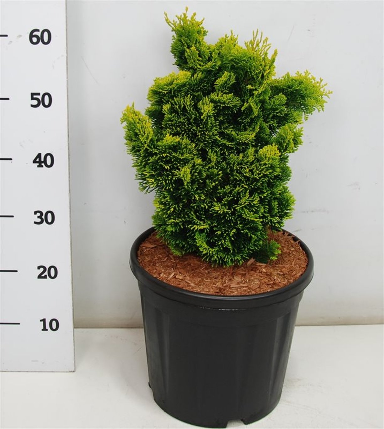 Chamaecyparis o. 'Aurora' - C20 50-60 CM