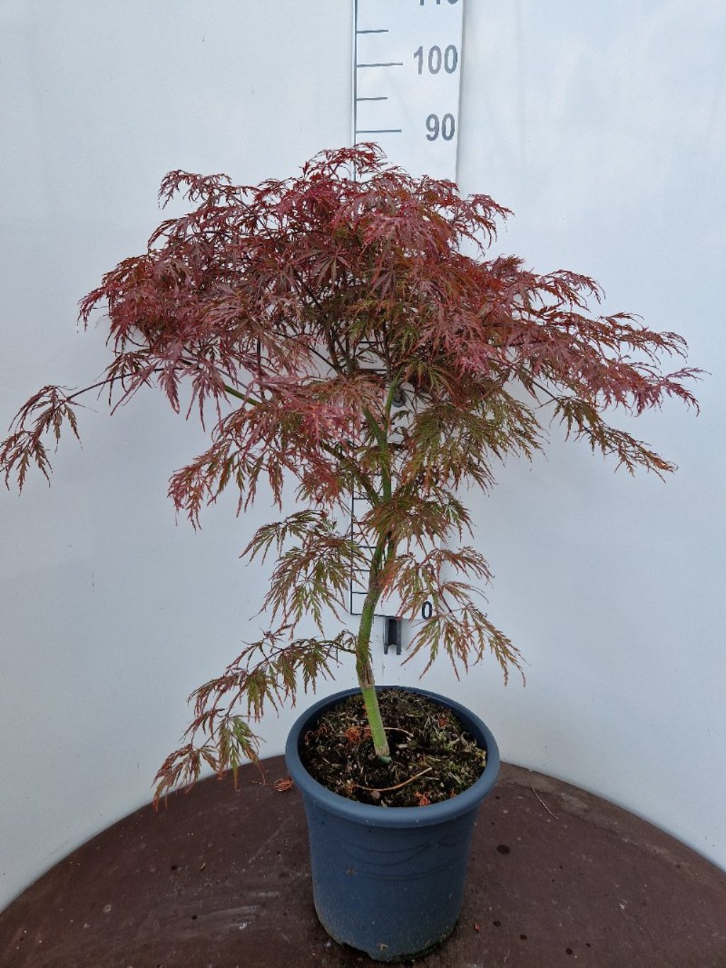 Acer pal. 'Garnet' - C15 80-100 CM