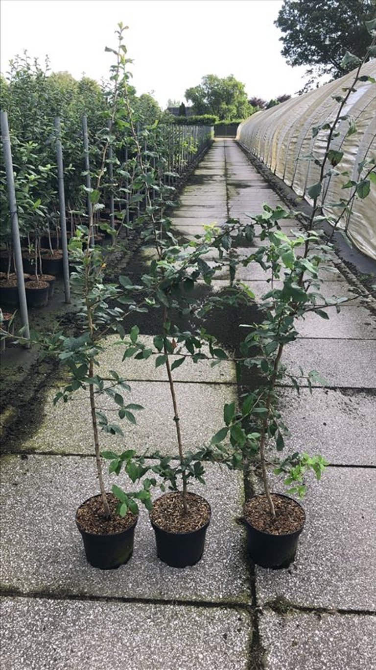 Mespilus germanica - C5 125-150 CM