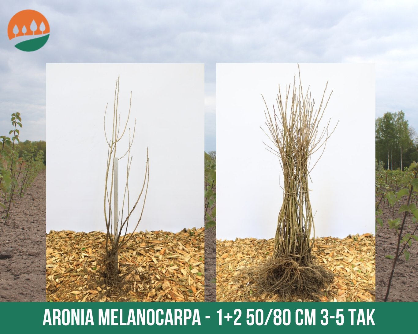 Aronia melanocarpa - 50-80 CM bare root 1/2   3-5 branche