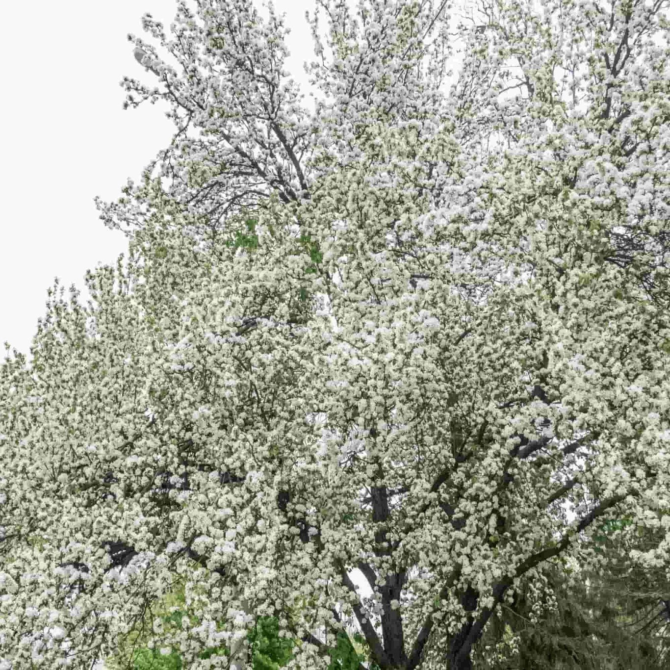 Malus sylvestris - 80-100 CM bare root 1/1