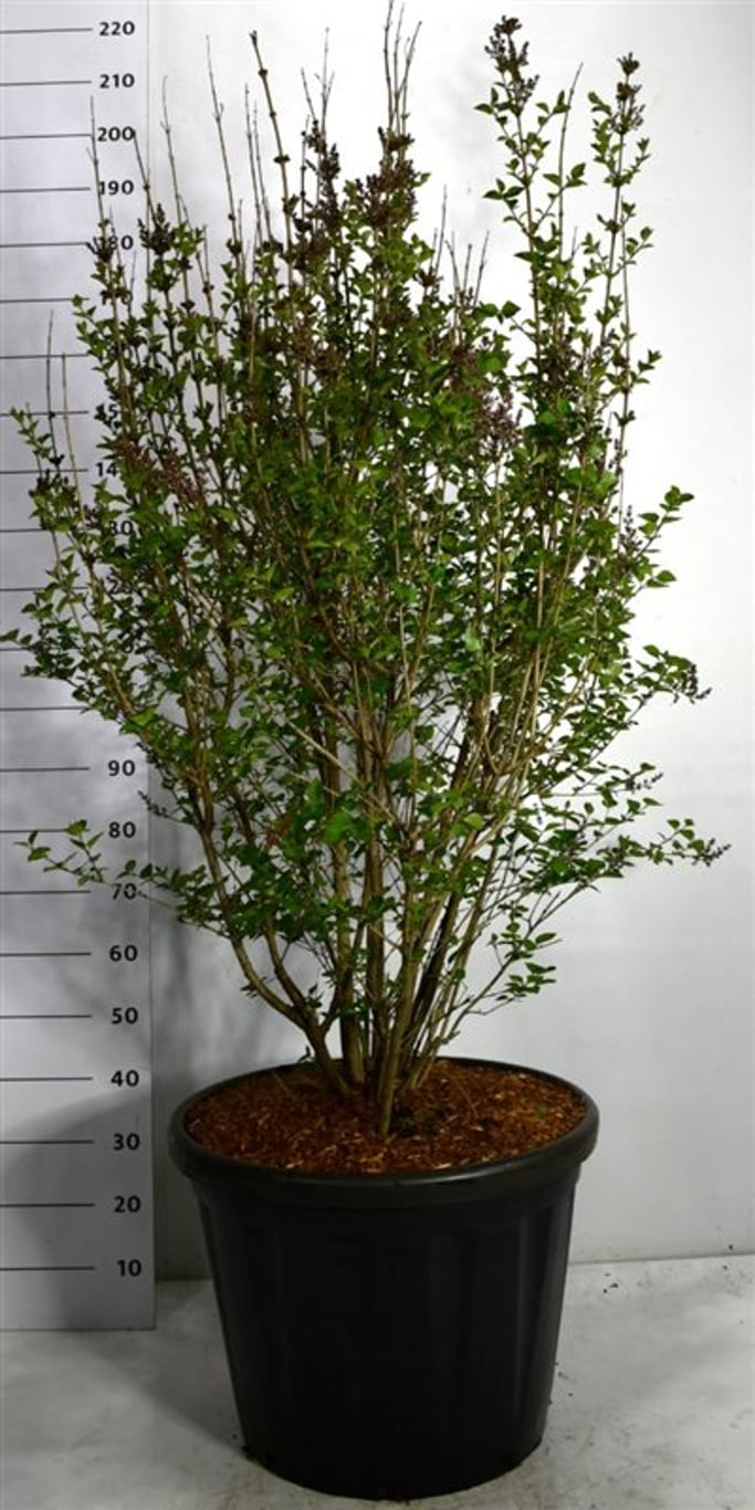Syringa 'Josée' - C80 125-150 CM