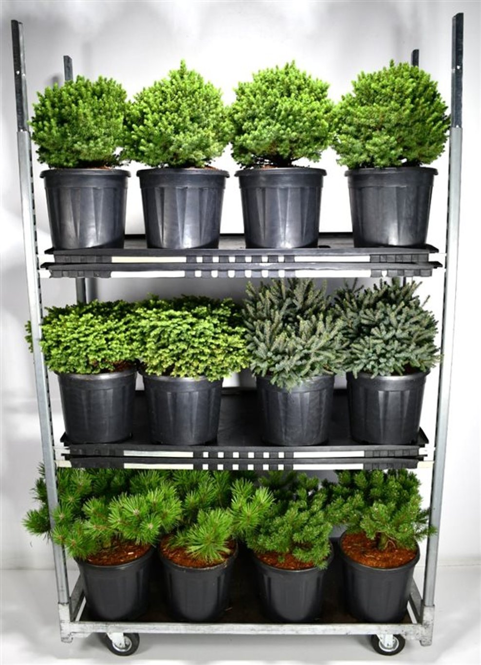 Coniferen Mix - C12 40-50 CM