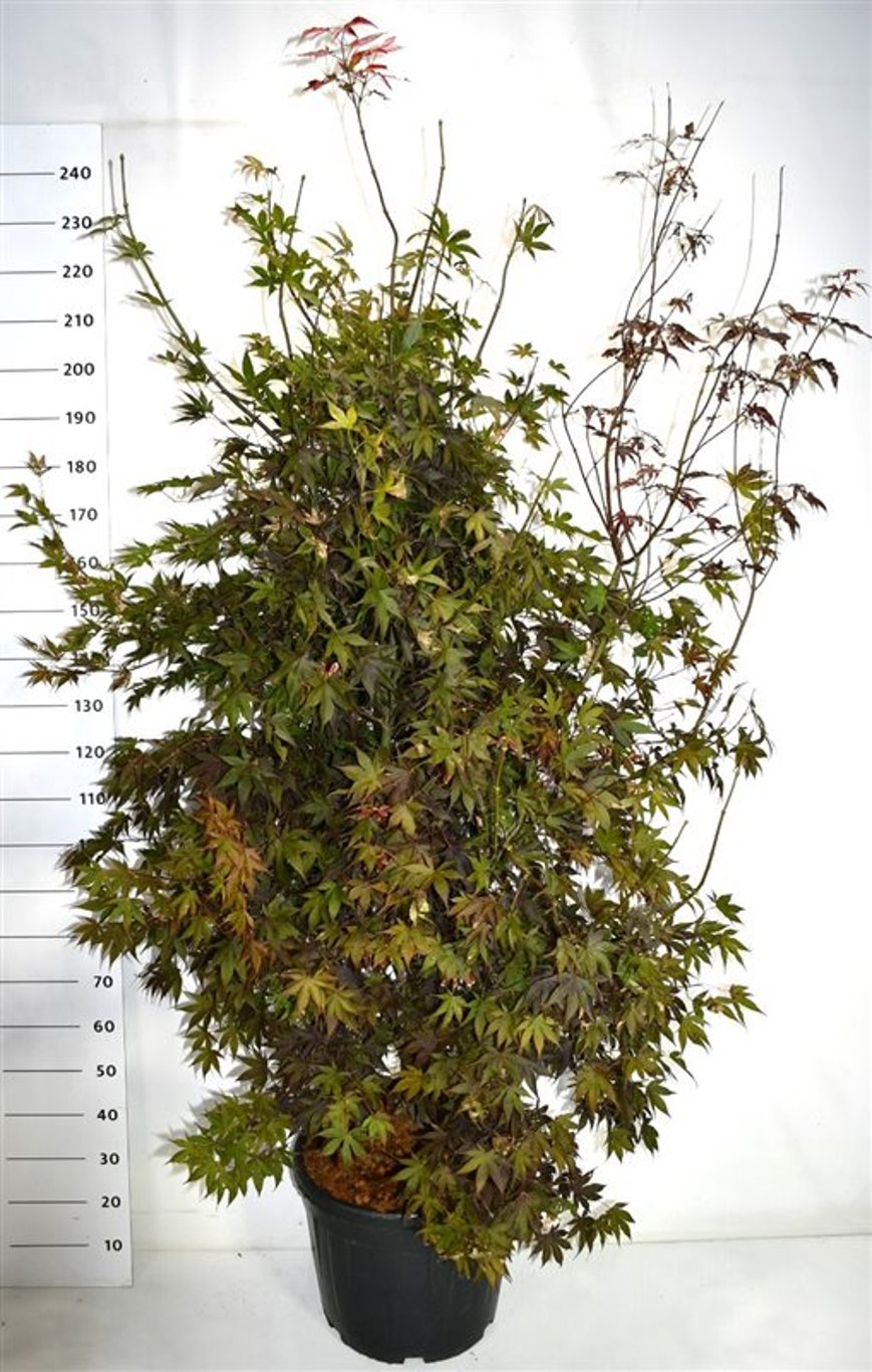 Acer pal. 'Bloodgood' - C50 200-225 CM