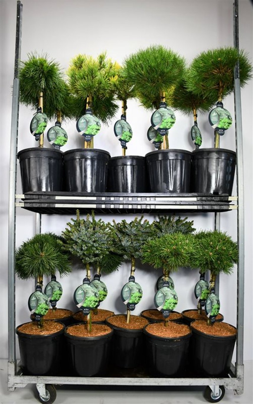 Coniferen Mix - 40 CM Stem C12