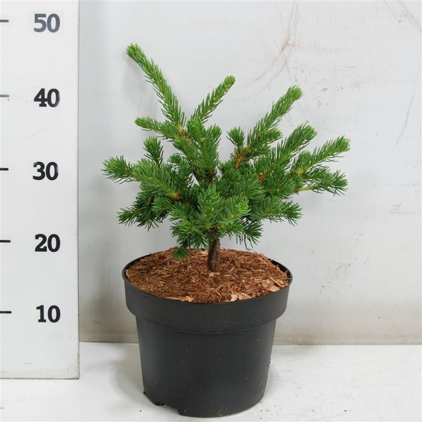 Picea pungens 'Lucky Strike' - C5 30-40 CM