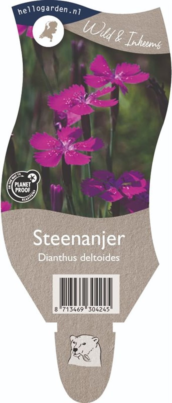 Dianthus deltoides - P11